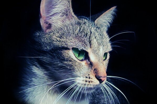 Kot o zielonych oczach i miękkiej sierści