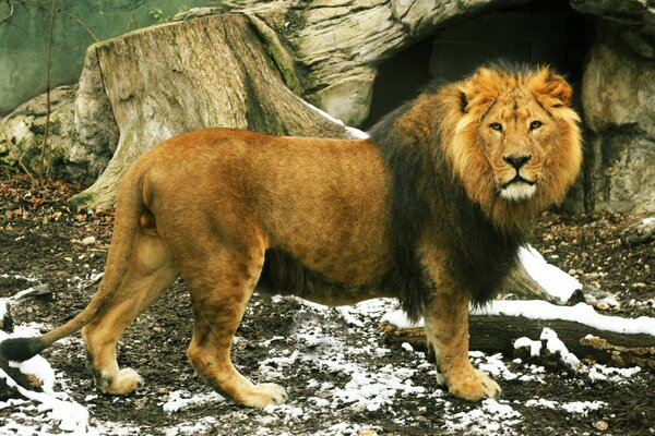 Kings of beasts with a gorgeous mane