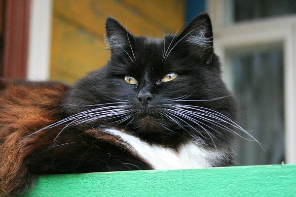 Eine erwachsene Katze mit einem langen Schnurrbart. Zufriedene Katze