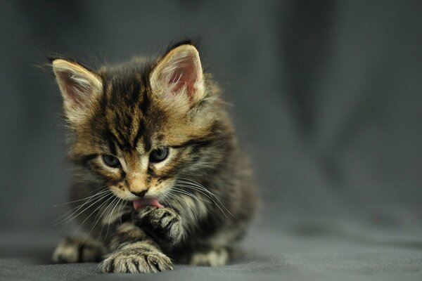 The gray kitten is sitting and washing