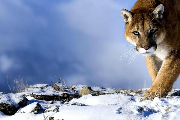 Räuberischer puma schleicht sich durch den Schnee