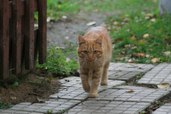 El gato rojo camina sobre los Azulejos de la cerca