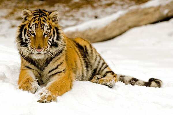 Tigre couché sur la neige d hiver