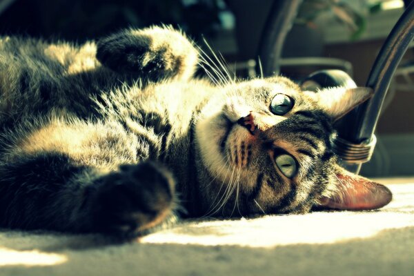 En el sol, el gato descansa en la parte superior del vientre