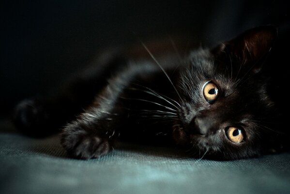 A beautiful black cat is resting