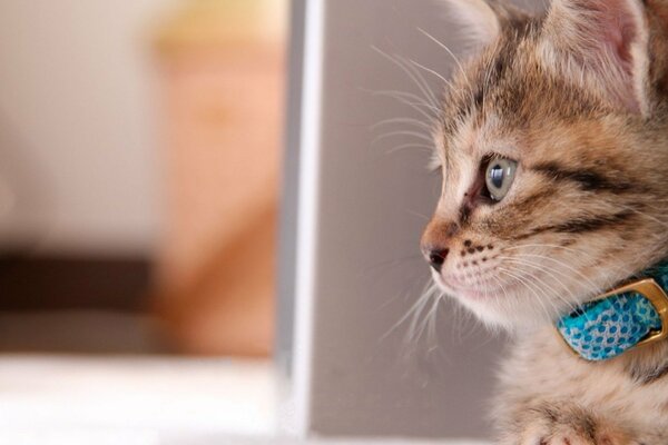 A red kitten with a blue collar