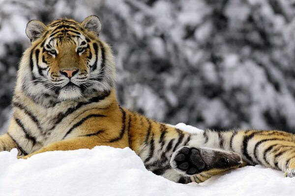 Edler Tiger im Schneewehe