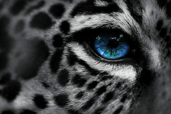 Schwarzes weißes Foto des Leoparden mit blauem Auge