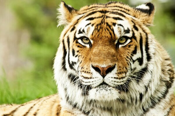 Gorgeous predator Siberian tiger