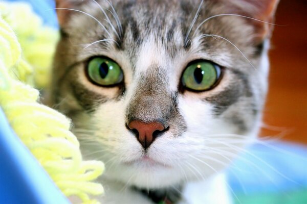 The green-eyed cat looks intently into the camera