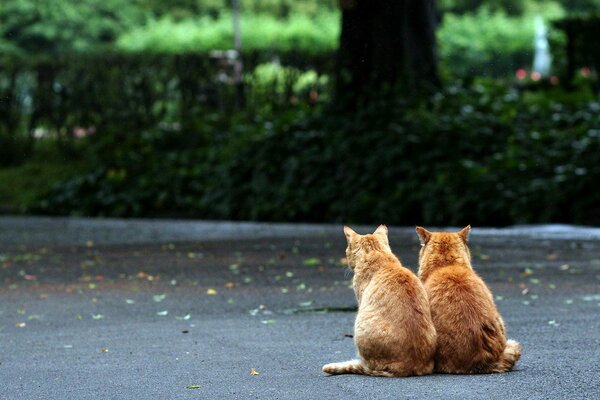 Zwei ginger mitten auf der Straße