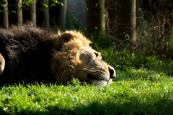 Ein Löwe wärmt sich in der Sonne, ein Löwe in der Sonne, ein Löwe ruht auf dem Gras