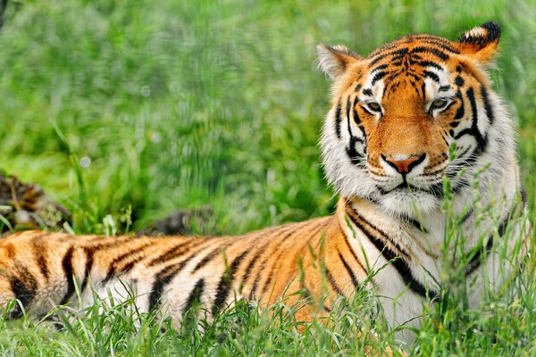 Tigre, descanso del tigre en la hierba, descanso del depredador