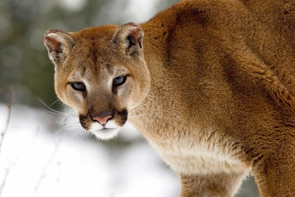 Gato salvaje en medio de la nieve