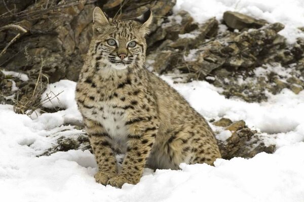 Lynx in the snow near the mountains