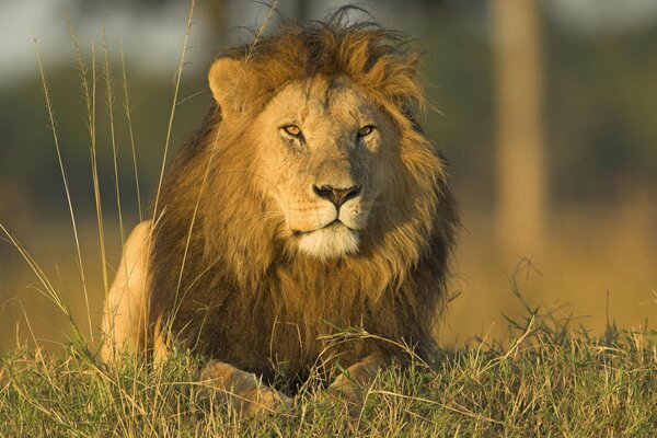 El León depredador yace en la hierba