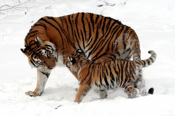 Mother tigress with a tiger cub on white snow