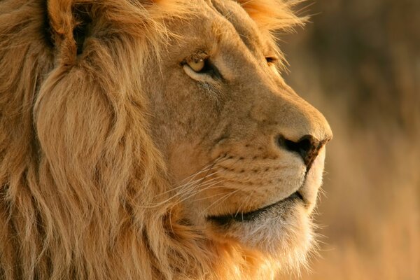 A lion with a gorgeous mane looks into the distance