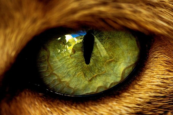 Katzengrünes Loch mit schmaler Pupille