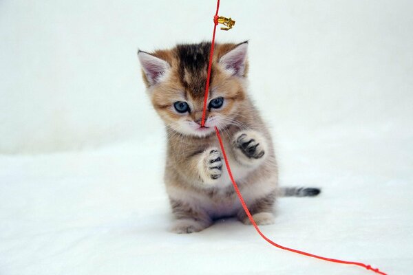 Kitten playing with a red shoelace