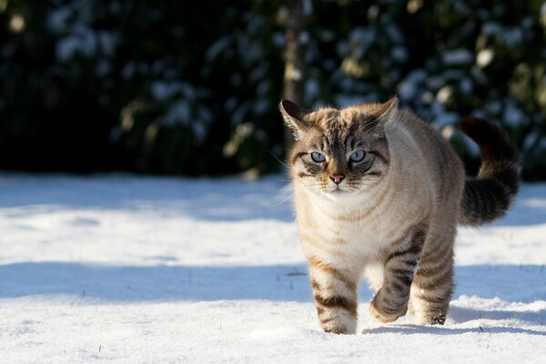 Gatto dagli occhi azzurri che cammina sulla neve