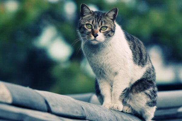 Деревенский кот сидит на крыше