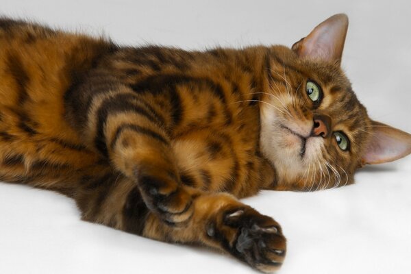 Bengal cat poses for the operator