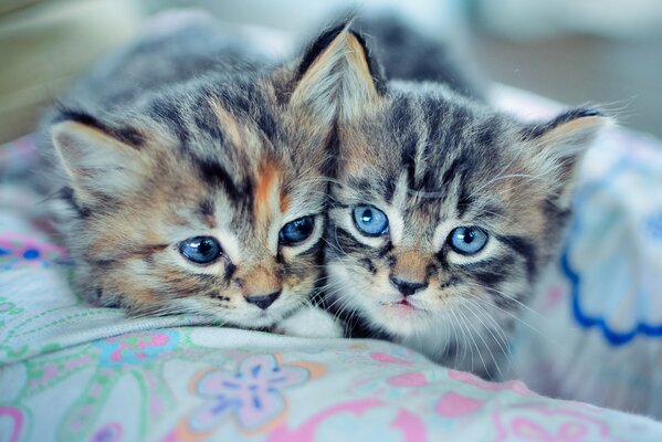 Un par de gatitos de ojos azules yacen en una almohada