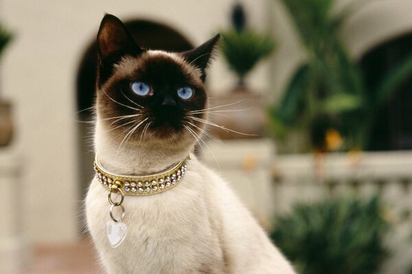 A Siamese cat with blue eyes and a collar with a heart on the background of a white stone house