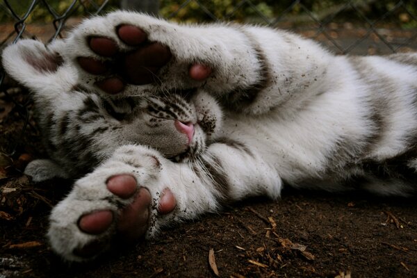 The white tiger lies with its paws outstretched