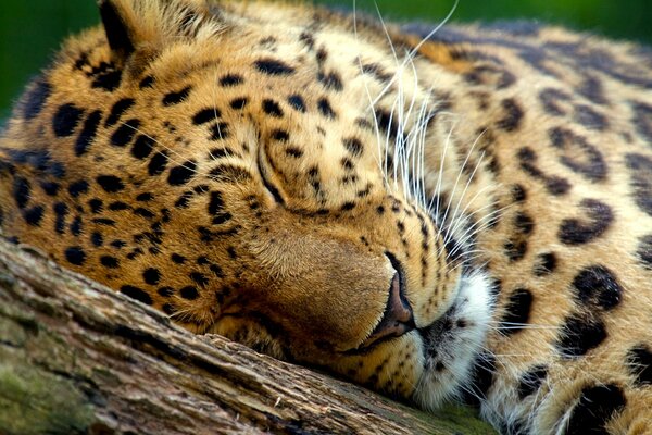 Spotted leopard sleeps in a tree