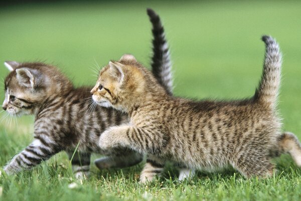 Dos gatitos grises caminan sobre la hierba