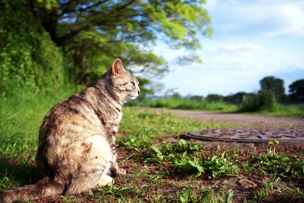 Gato sentado tomando el sol