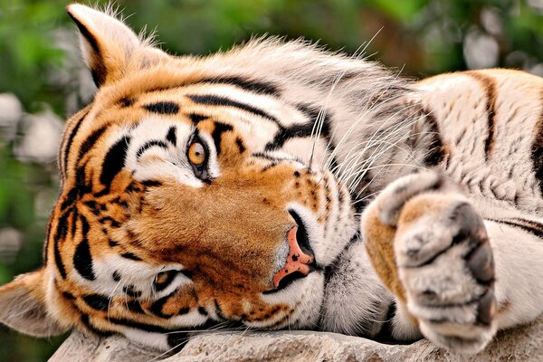 Un tigre prédateur se repose comme un chaton