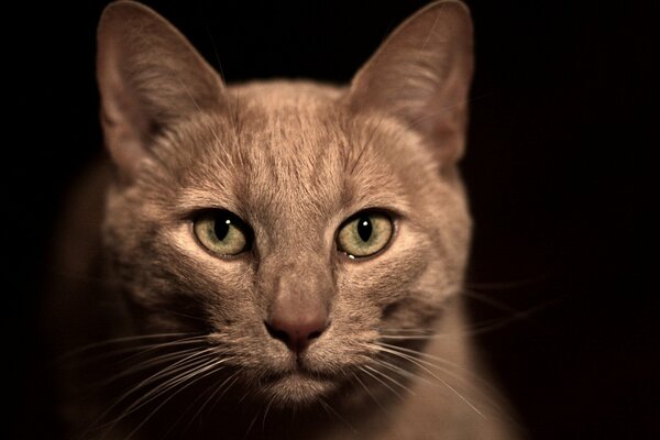 Retrato de un hermoso gato beige