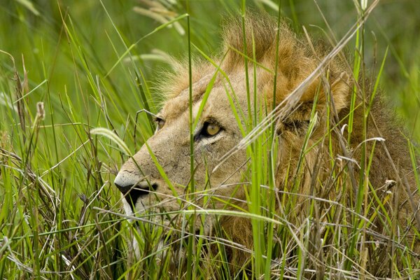 León descansando en la hierba alta