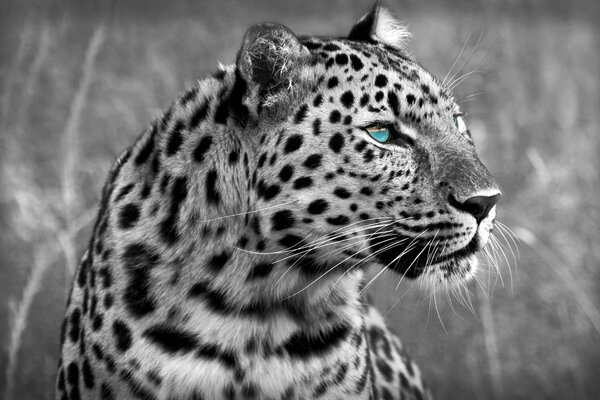 Schwarzweiße Bilder des Leoparden. Ein Raubtier mit schönen Augen