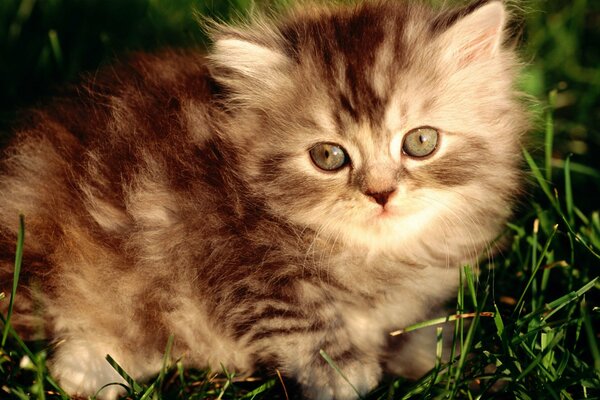 GATITO PELUDO GRIS