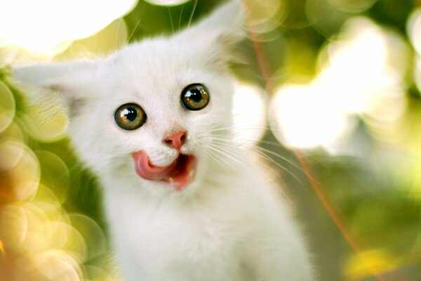 A white kitten licks its lips deliciously