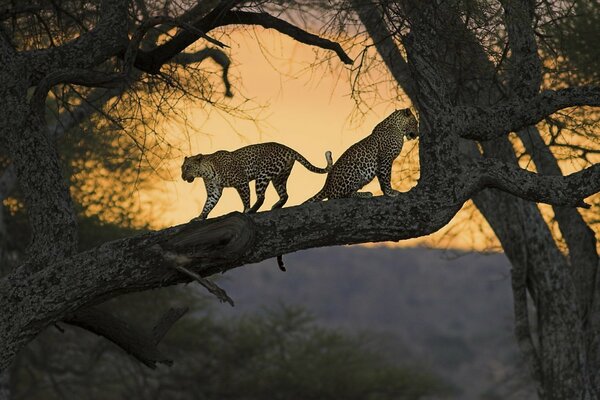 Leopards on a tree. two leopards in nature