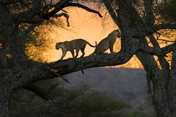 Afrika Katzen ruhen sich im Baum aus