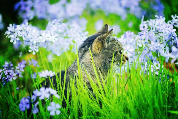 Gato gris en la hierba con flores