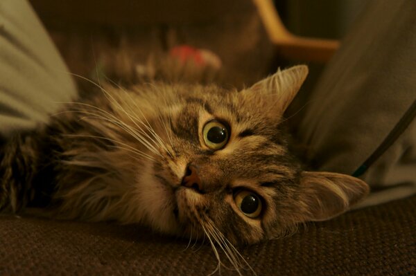 The cat is lying on the brown floor