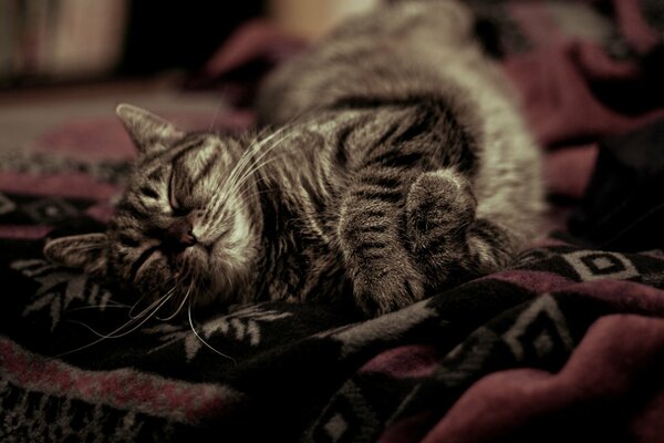Graue Katze schläft auf einer warmen Decke