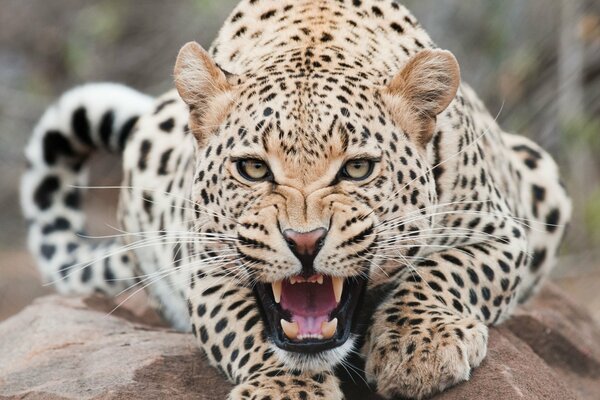 El leopardo muestra su sonrisa