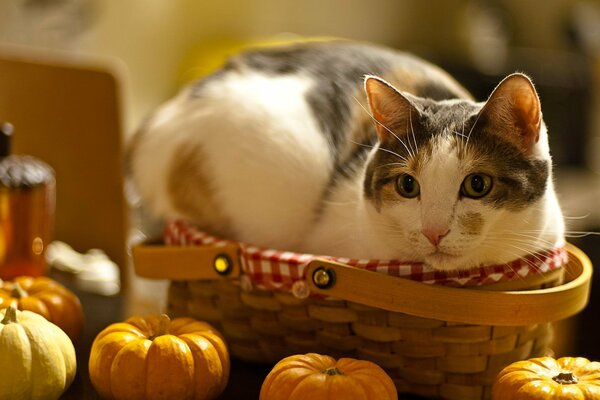 Chat dans un panier à côté de citrouilles