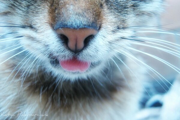 Cara de gato con la lengua sacada