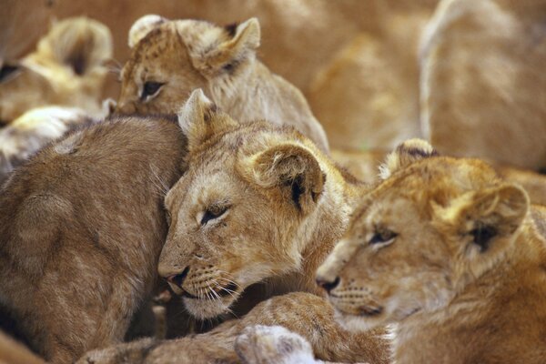 Lionesses from the pride lie together