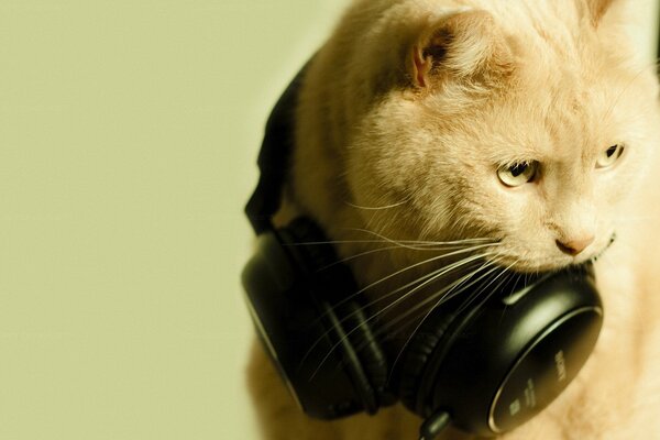 OFFENDED CAT IN HEADPHONES