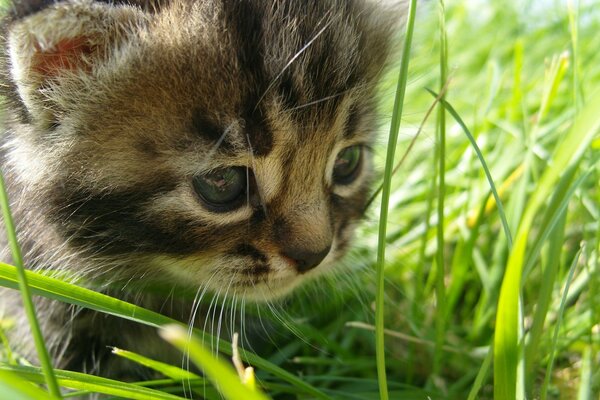 Маленький котенок охотится в зелёной траве